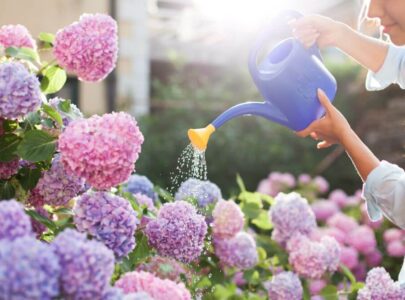 How to Care for Hydrangeas